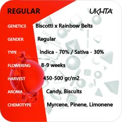 Biscotti x Rainbow Belts, Фасовка: 11